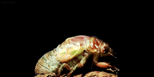 These Gifs Of Animals Shedding Their Skin Are Horrifying 